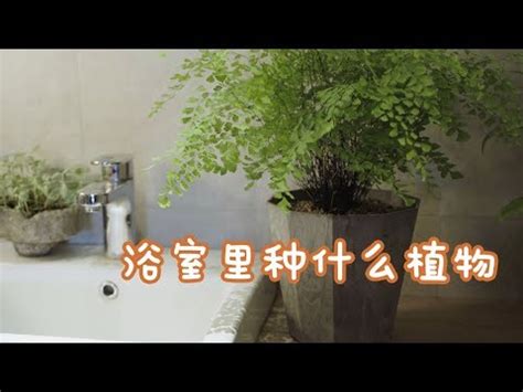 廁所適合放什麼植物 男性如何自己修剪私密處